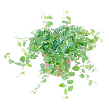 Fikus drobučký Sunny priemer kvetináča cca 10 cm