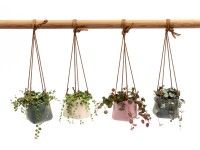 Závesný keramický kvetináč s listnatou rastlinou rôzne druhy priemer cca 6 cm