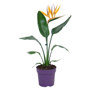 GROW by OBI Strelicie kráľovská v kvetináči, Strelitzia Reginae s oranžovým kvetom.