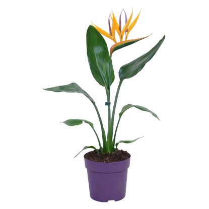 GROW by OBI Strelícia kráľovská s dekoratívnym kvetom priemer kvetináča cca 13cm
