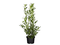 OBI Bobkovišeň lekárska (Prunus laurocerasus)