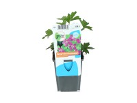 OBI Pakost bahenný ružový priemer kvetináča cca 9 cm