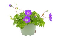 GROW BY OBI Pakost krvavý (Geranium sanguineum), rôzne druhy, pr. 17 cm