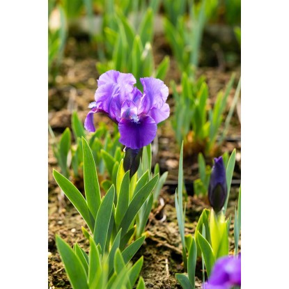 OBI Kosatec "Dark Triumph" fialový priemer kvetináča cca 9 cm x 9 cm