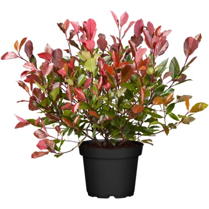 OBI Photinia "Pink Marble" výška cca 30 - 40 cm kvetináč cca 5 l Photinia