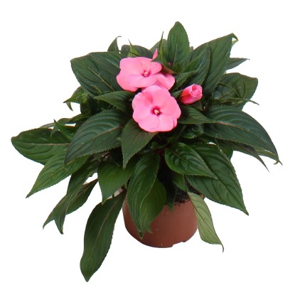 GROW by OBI Netýkavka (Impatiens Hybride), výška cca 55 cm, pr. kv. cca 13 cm