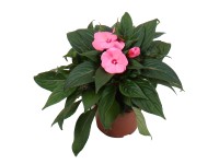 GROW by OBI Netýkavka (Impatiens Hybride), výška cca 55 cm, pr. kv. cca 13 cm