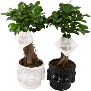 Izbový bonsaj: Ficus Ginseng v keramickom kvetináči (Ø 15 cm) v bielej a čiernej farbe.