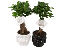 Bonsaj figovníka (Ficus microcarpa) Ginseng, v keram. kvetináči, pr. cca 15 cm