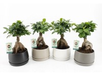 Figovník drobnolistý 