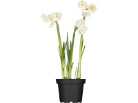 Grow by OBI Narcis cyklámen (Narcissus cyclamineus) Bridal Crown pr. 12 cm
