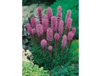 OBI Liatra klasnatá 