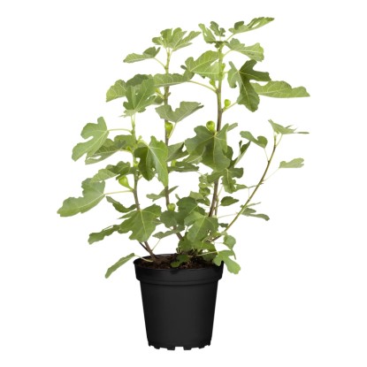 Figovník smokvoň (Ficus carica), cca 30-40 cm, kv. cca 3 l