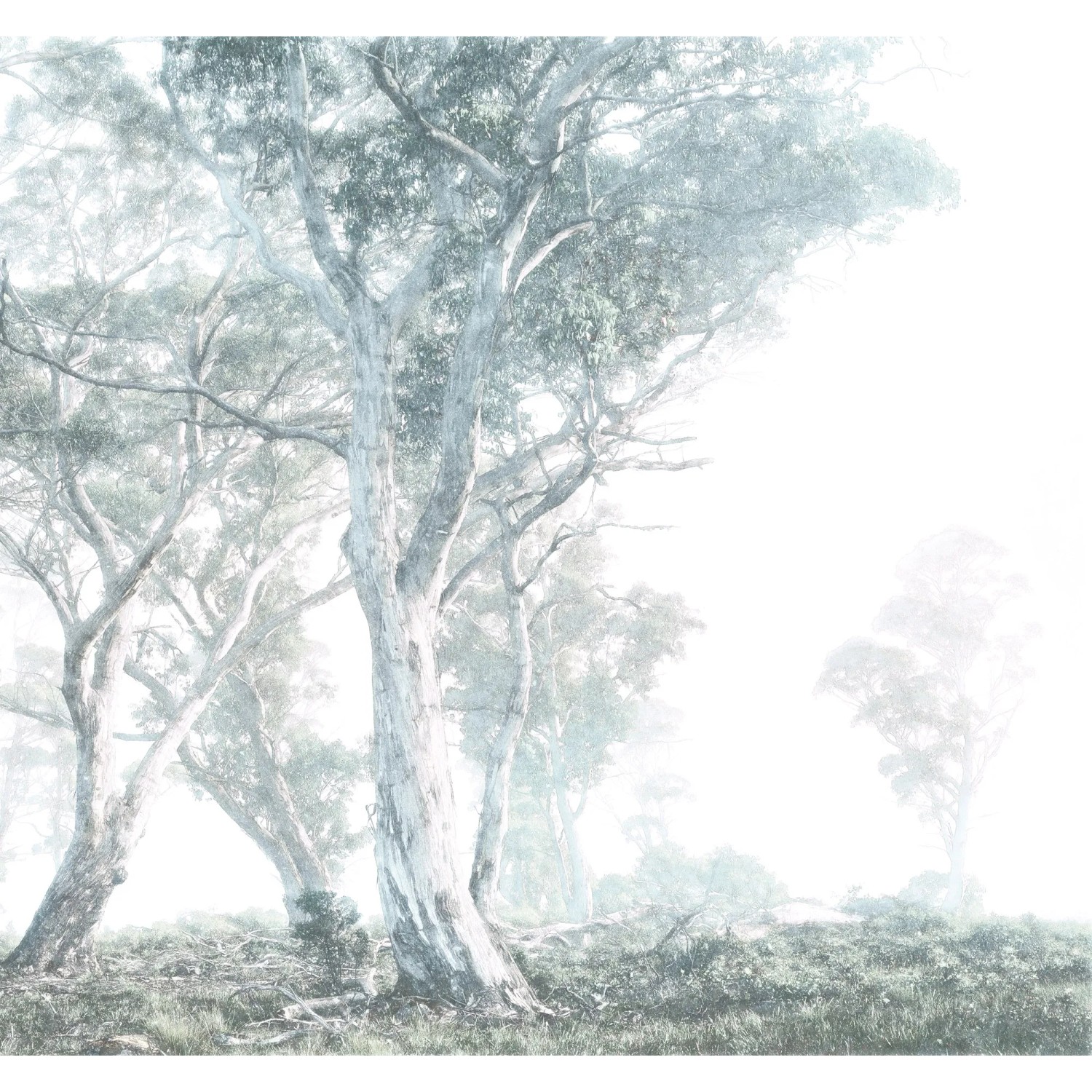 E-shop Komar Vliesová fototapeta Magic Trees 300 x 280 cm