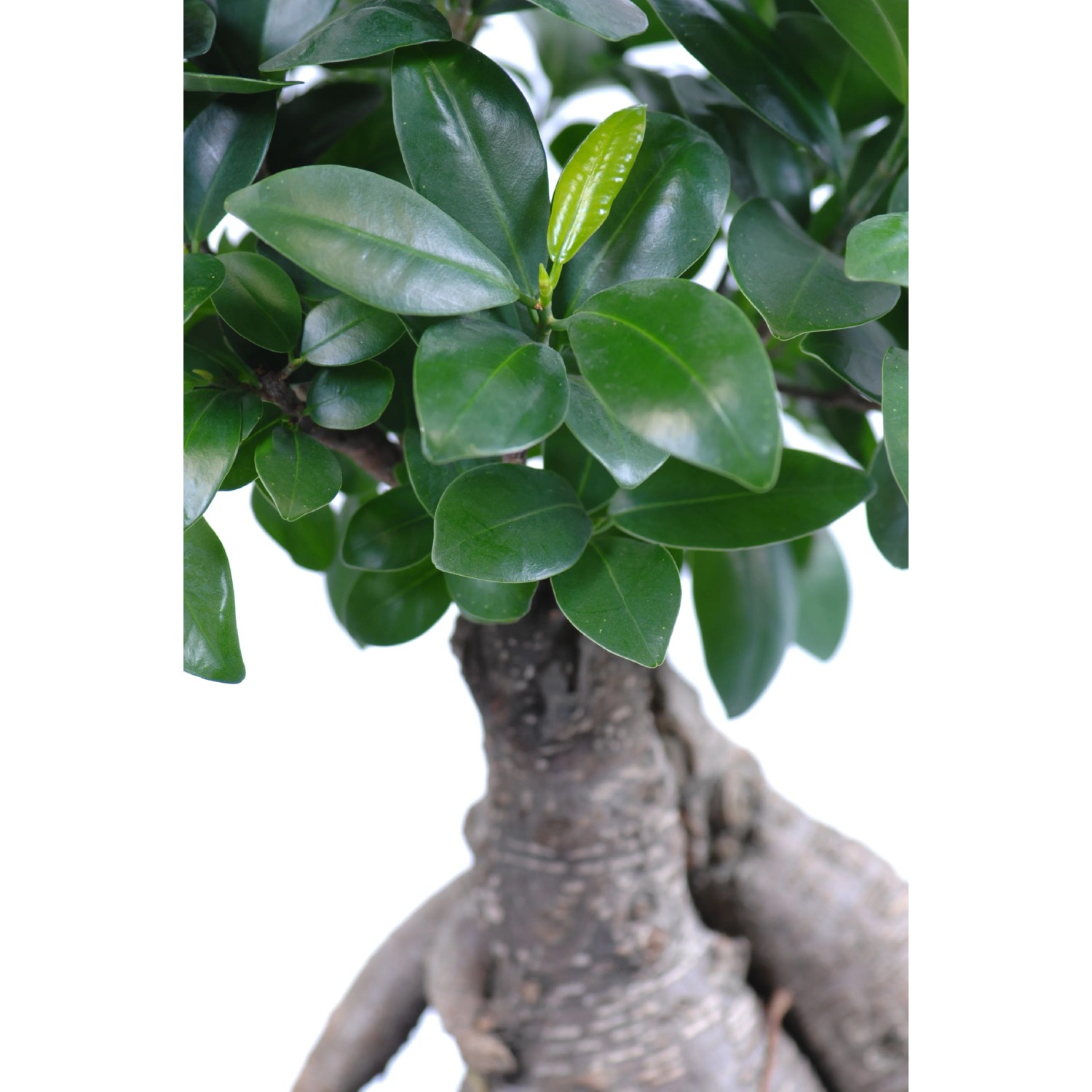 Bonsaj Ficus "Ginseng" výška cca 65 80 cm priemer 25 cm Ficus