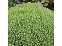 Dúška Fredo priemer kvetináča cca 12 cm Thymus