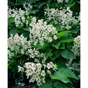 Kvitnúci guľovitý katalpa (Catalpa) s bielymi kvetmi a zelenými listami.