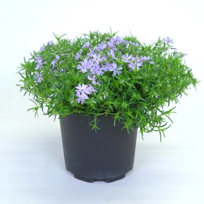 Skalničky, rôzne odrody, výška cca 15-25 cm, pr. kv. cca 17 cm