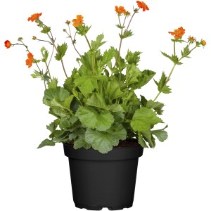 Záhradný kuklík 'Borisii' v kvetináči s oranžovými kvetmi. Rastlina Geum pre slnečné miesta.