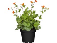 OBI Kuklík šarlátový OBI Kuklík šarlátový