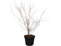 OBI Tavoľník van Houtteov, 50-60 cm, kvetináč cca 3,5 l OBI Tavoľník van Houtteov, 50-60 cm, kvetináč cca 3,5 l