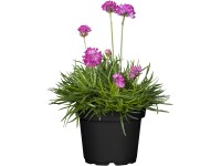 OBI Trávnička prímorská ružová priemer kvetináča cca 13 cm