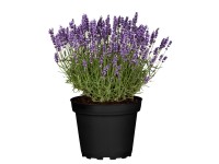 GROW by OBI Levanduľa úzkolistá (Lavandula angustifolia) 