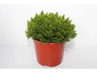 Hebe rozrazilec, pr. kv. 11,5 cm