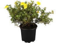 OBI Nátržník krovitý (Potentilla fruticosa) žltý, výška 30-40 cm, cca 3 l