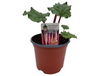 Naturfreund Rebarbora vlnitá (Rheum rhabarbarum), pr. kv. cca 19 cm