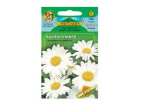 Margaréta veľkokvetá biela