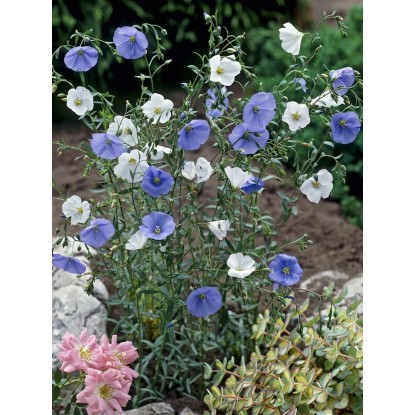 OBI Ľan trváci "Saphir" modrý priemer kvetináča cca 9 cm x 9 cm