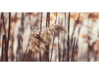 Bondecor Obraz, tlačené plátno Trendy 50 x 100 cm
