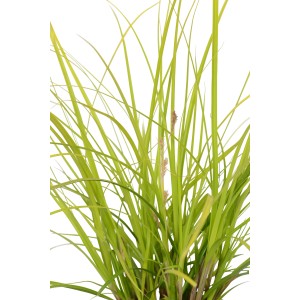 GROW by OBI Ostrice Everillo v kvetináči, okrasná tráva so zelenožltými listami.