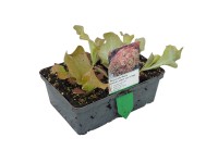 Landgard Šalát kučeravý (Lactuca sativa var. Crispa) 