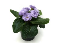 Prvosienka (Primula) Special priemer kvetináča cca 11 cm