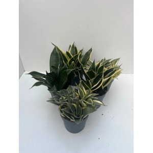 CZ-Flora Svokrin jazyk (Sansivieria mix), rôzne druhy, pr. kvetináča 12 cm