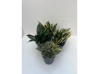 CZ-Flora Svokrin jazyk (Sansivieria mix), rôzne druhy, pr. kvetináča 12 cm
