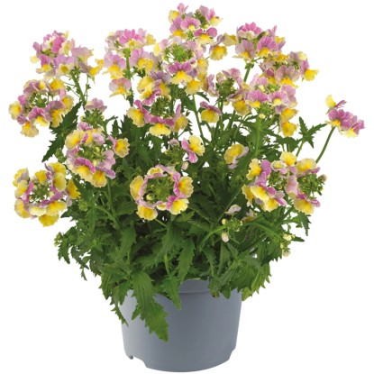 Hľadíkovka (Nemesia brachyscome), pr. kv. cca 10,5 cm