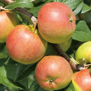 Oranžovo-červené jablká Topaz na vetve jablone so zelenými listami.