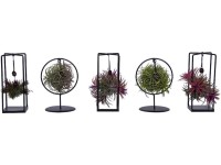 Vzduchovka (Tillandsia Ionantha) aranžmán v kove, pr. kv. 7 cm