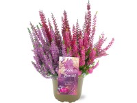 Landgard Vres obyčajný (Calluna vulgaris) 