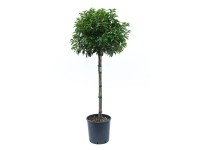GROW by OBI Vavrínovec portugalský (Prunus lusitanica), cca 100 cm, kv. 18 l