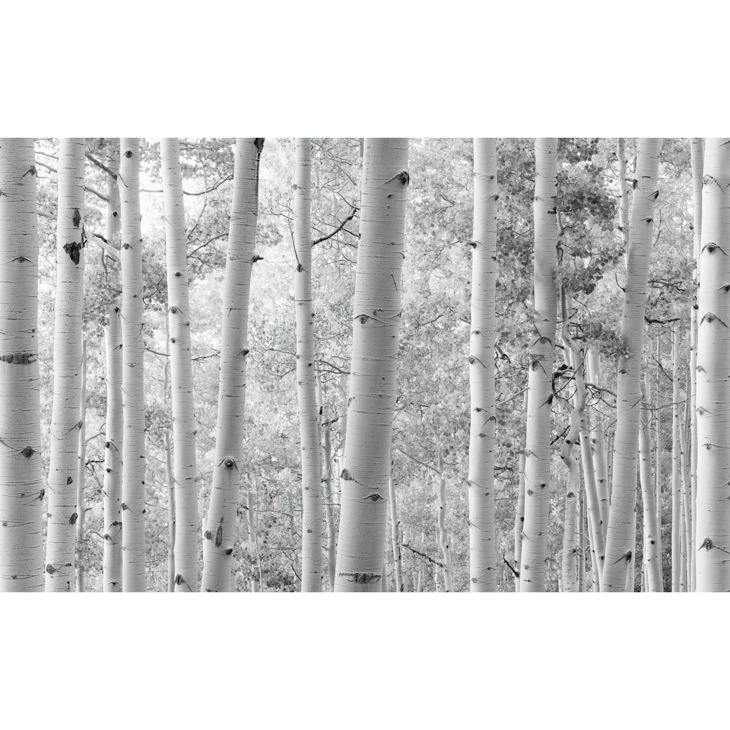 E-shop Komar Vliesová fototapeta Espenwald 450 x 280 cm