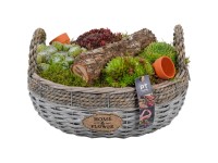 Royal Lemkes Netrasky (Sempervivum) Trio v košíku pr. 32 cm