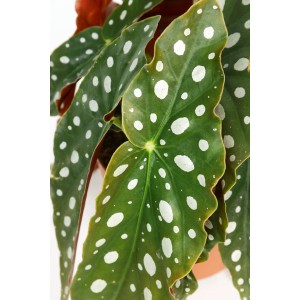 Črepníková Begónia Polka-Dot (Begonia maculata) so zelenými listami s bielymi bodkami.