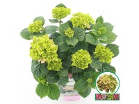 Hortenzia veľkolistá 