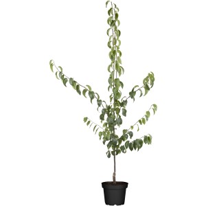 OBI Hruška Nashi v kvetináči, výška cca 120-140 cm. Jabloňová hruška so zelenými listami.