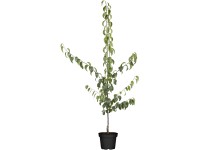 GROW by OBI Bio hruška piesočná (Pyrus pyrifolia) 