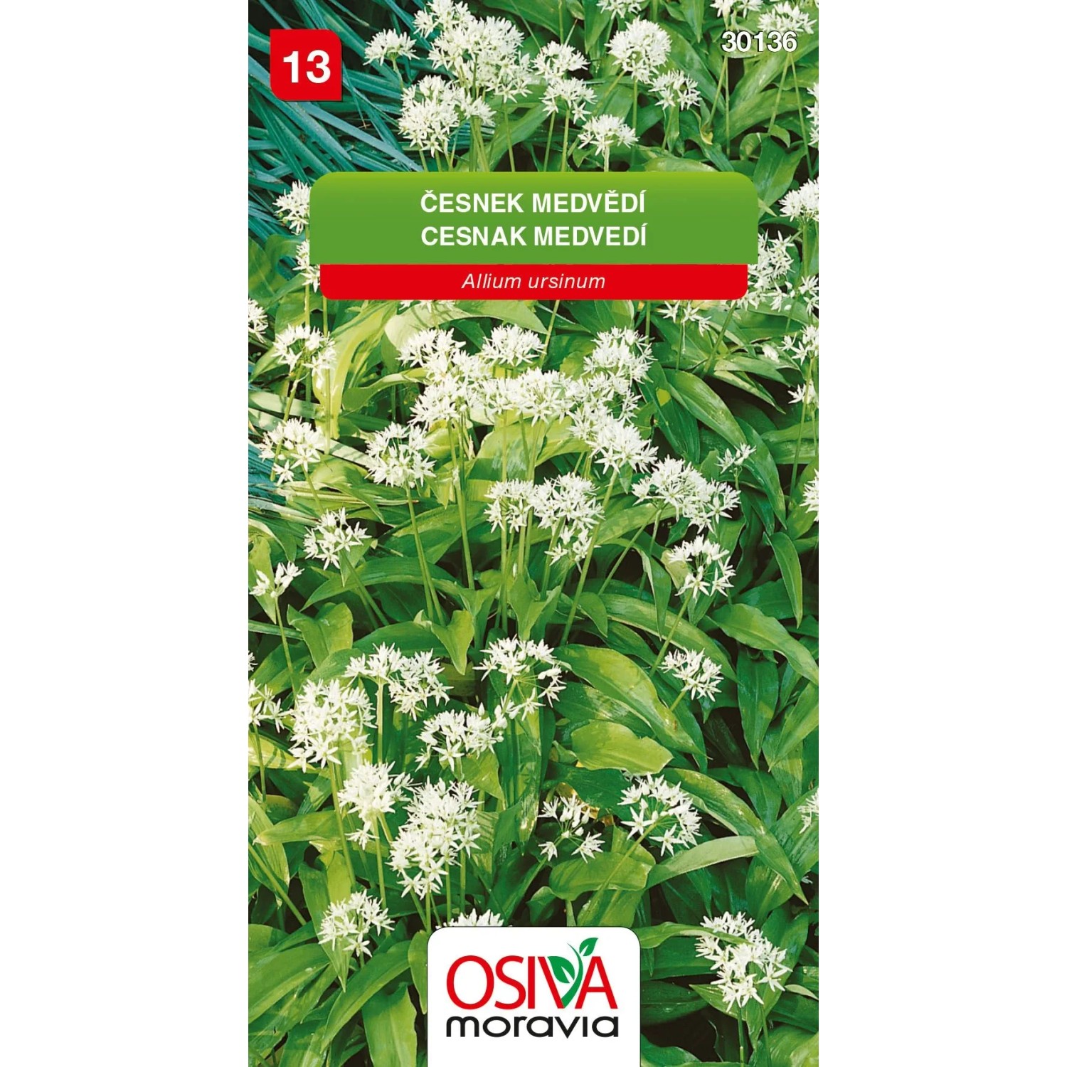E-shop Osiva Moravia Semienka Cesnak medvedí